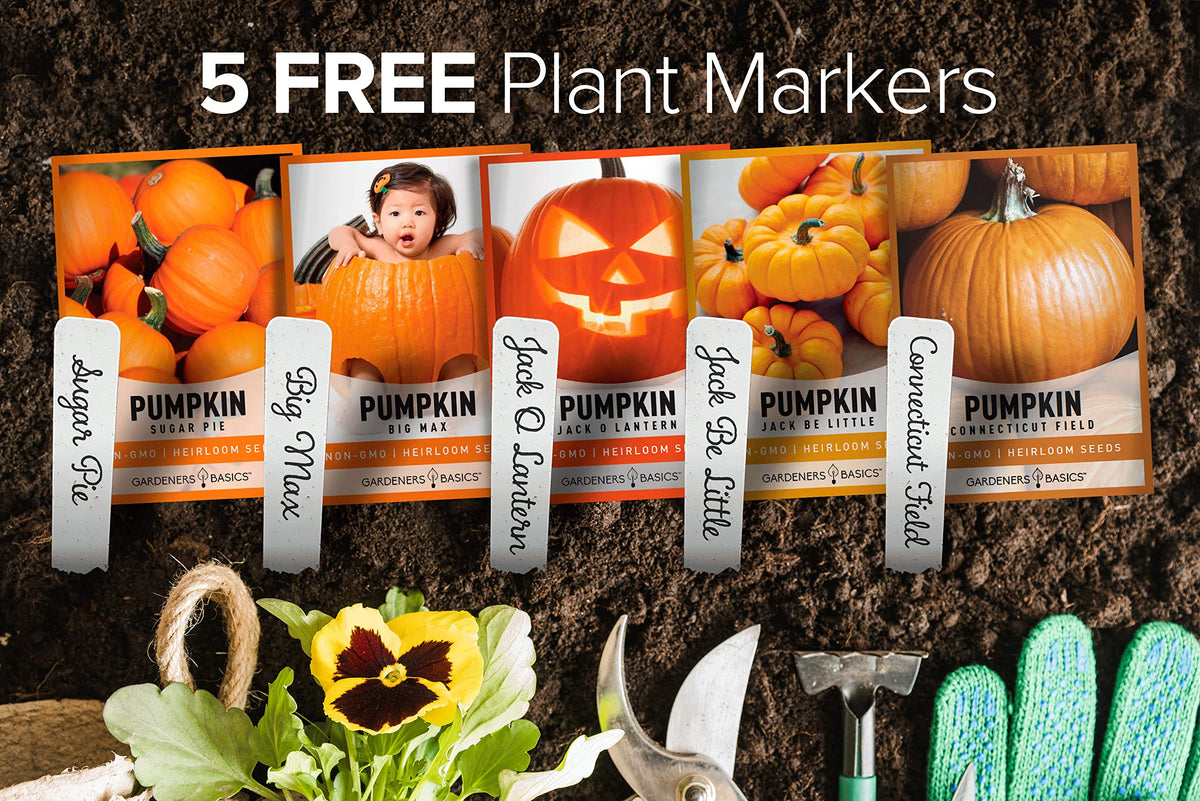 Gardeners Basics Jack O Lantern seeds for bright homegrown pumpkins ideal for carving