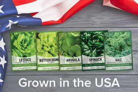 Gardeners Basics kale Vates Blue Scotch Curled seeds for hearty greens.