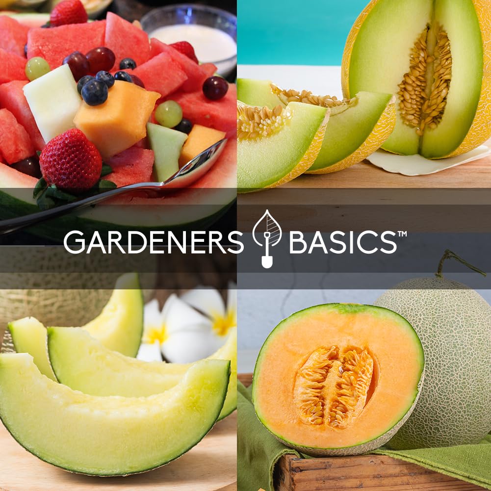 Gardeners Basics Green Flesh Honeydew melon seed pack for juicy summer harvest