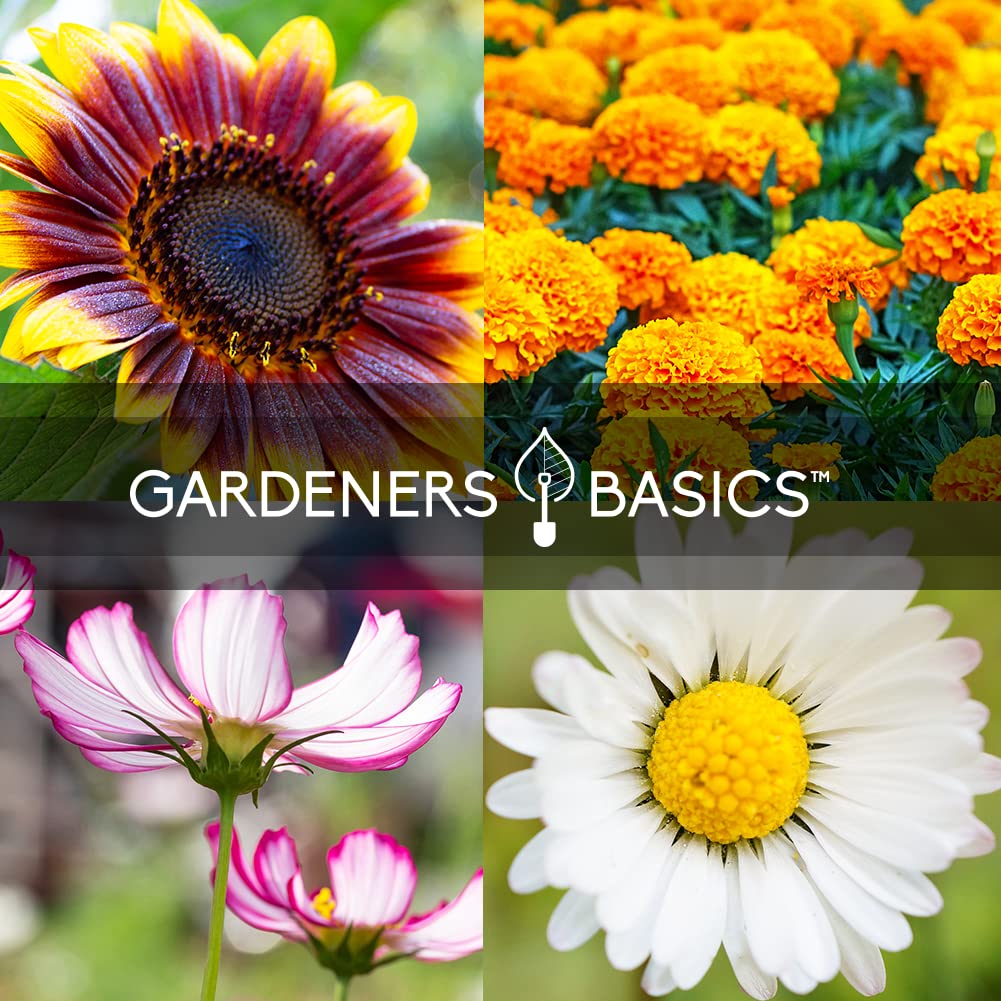 Gardeners Basics Petite Mix Marigold seed packet for compact color.