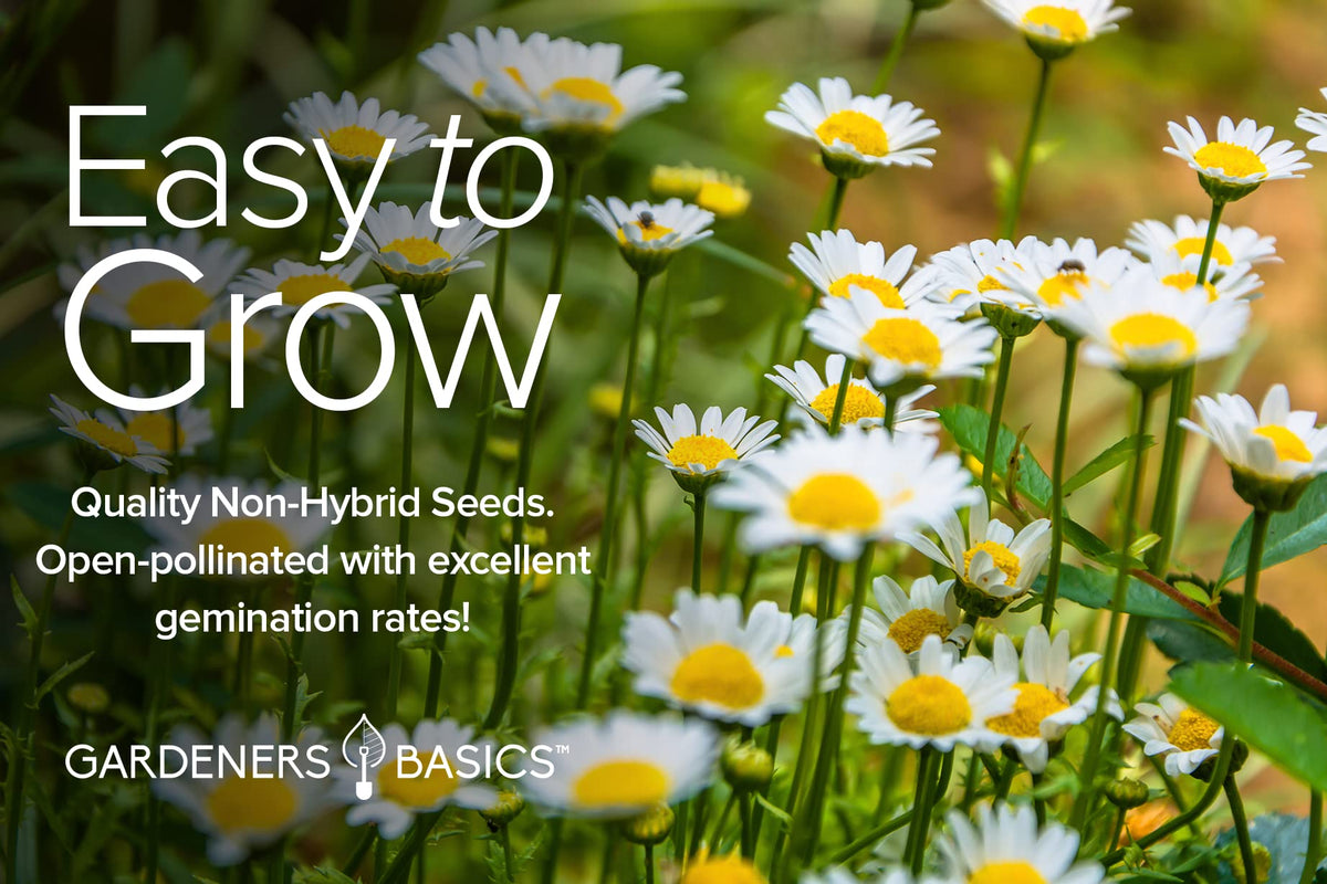 Gardeners Basics pollinator-friendly wildflowers enhance bee visitation and garden color year after year.