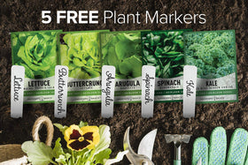 Gardeners Basics romaine Parris Island seeds for fresh lettuce at home.