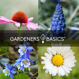 Gardeners Basics rudbeckia-hirta black-eyed-susan seeds attract pollinators and provide cheerful summer color.
