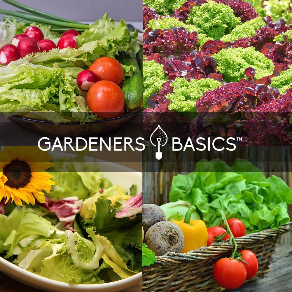Gardeners Basics spinach Bloomsdale seeds for nutrient-rich harvests.