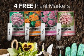 Gardeners Basics Milkweed Common Seeds Pack sturdy native-style blooms for pollinators