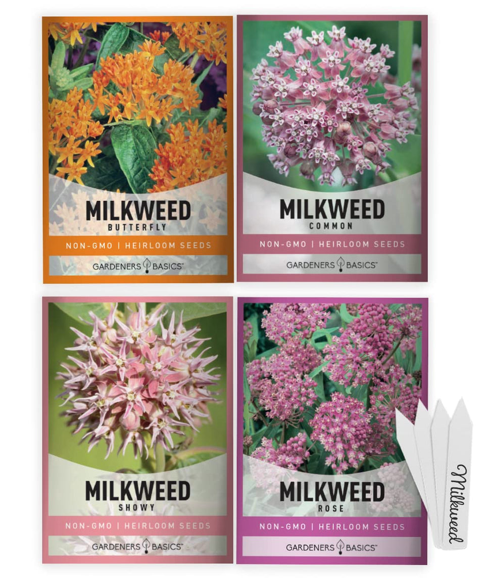 Gardeners Basics Milkweed Rose Seeds Pack attracts pollinators in sunny borders