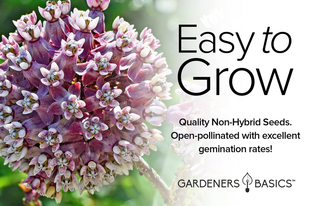 Gardeners Basics Milkweed Seeds in Hand ready for quick home sowing