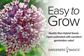 Gardeners Basics Milkweed Seeds in Hand ready for quick home sowing