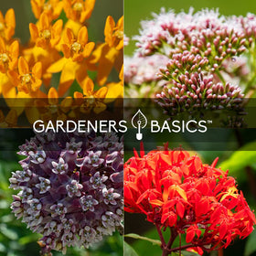 Gardeners Basics Milkweed Showy Seeds Pack features striking flowers for bees and butterflies
