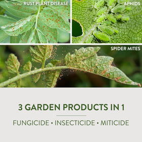 Garden Safe Fungicide 3 on roses and flowers helps prevent black spot, rust, and mildew