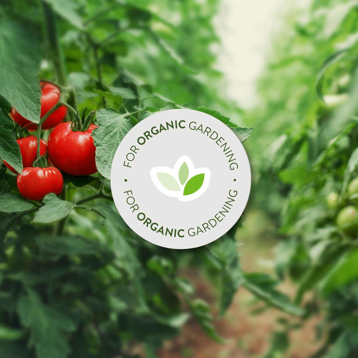 Garden Safe Fungicide 3 reduces spider mites for healthier foliage