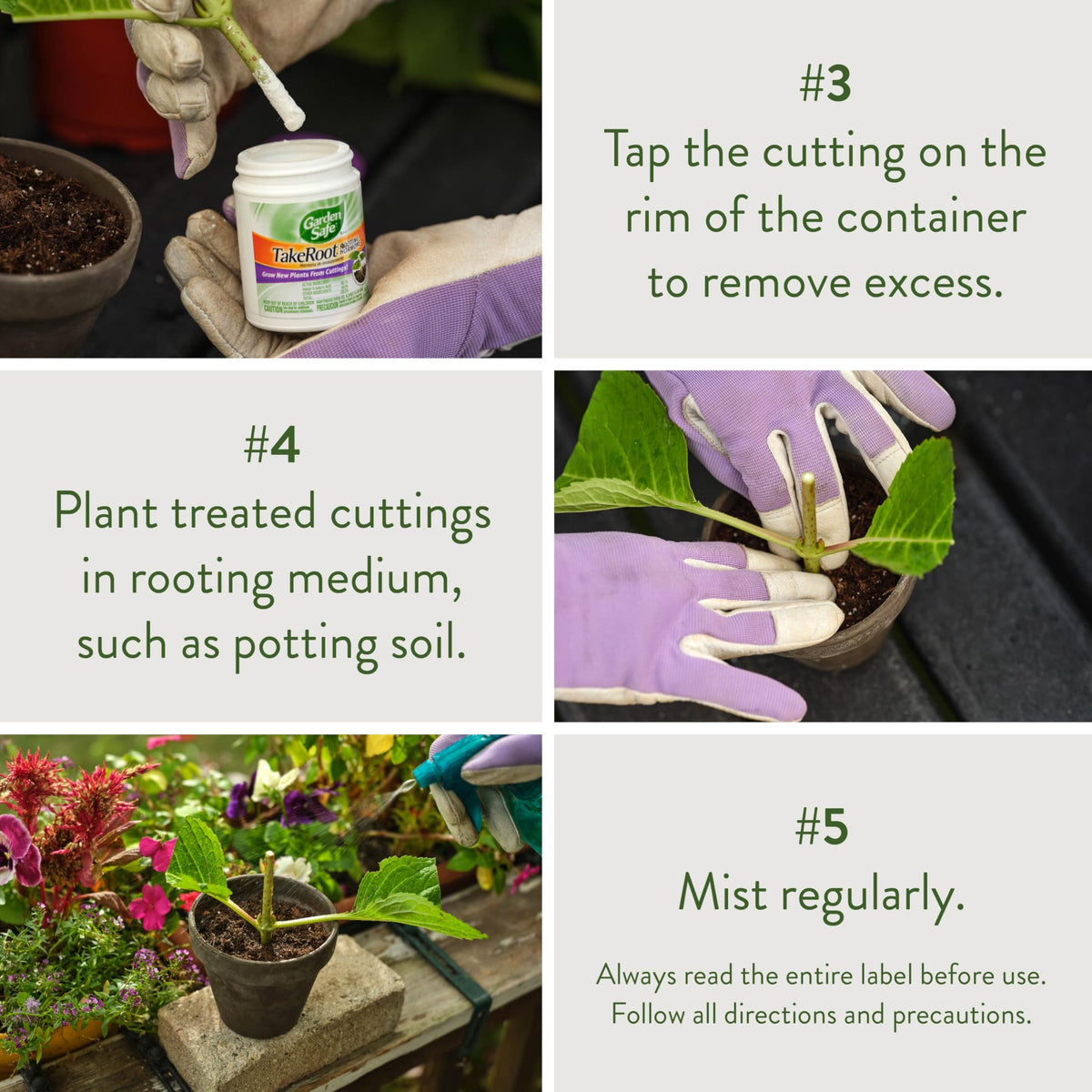 Garden Safe TakeRoot African violet cuttings showing promising root development.