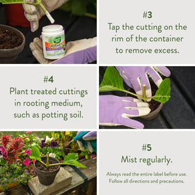 Garden Safe TakeRoot African violet cuttings showing promising root development.