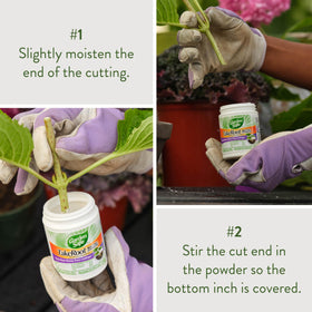 Garden Safe TakeRoot rose cuttings benefit from rooting hormone for stronger roots.