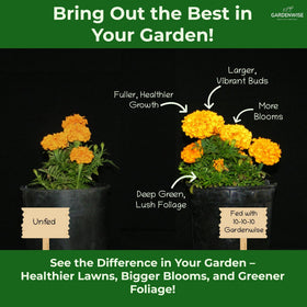GardenWise 10-10-10 supports arborvitae and shrubs with strong roots.