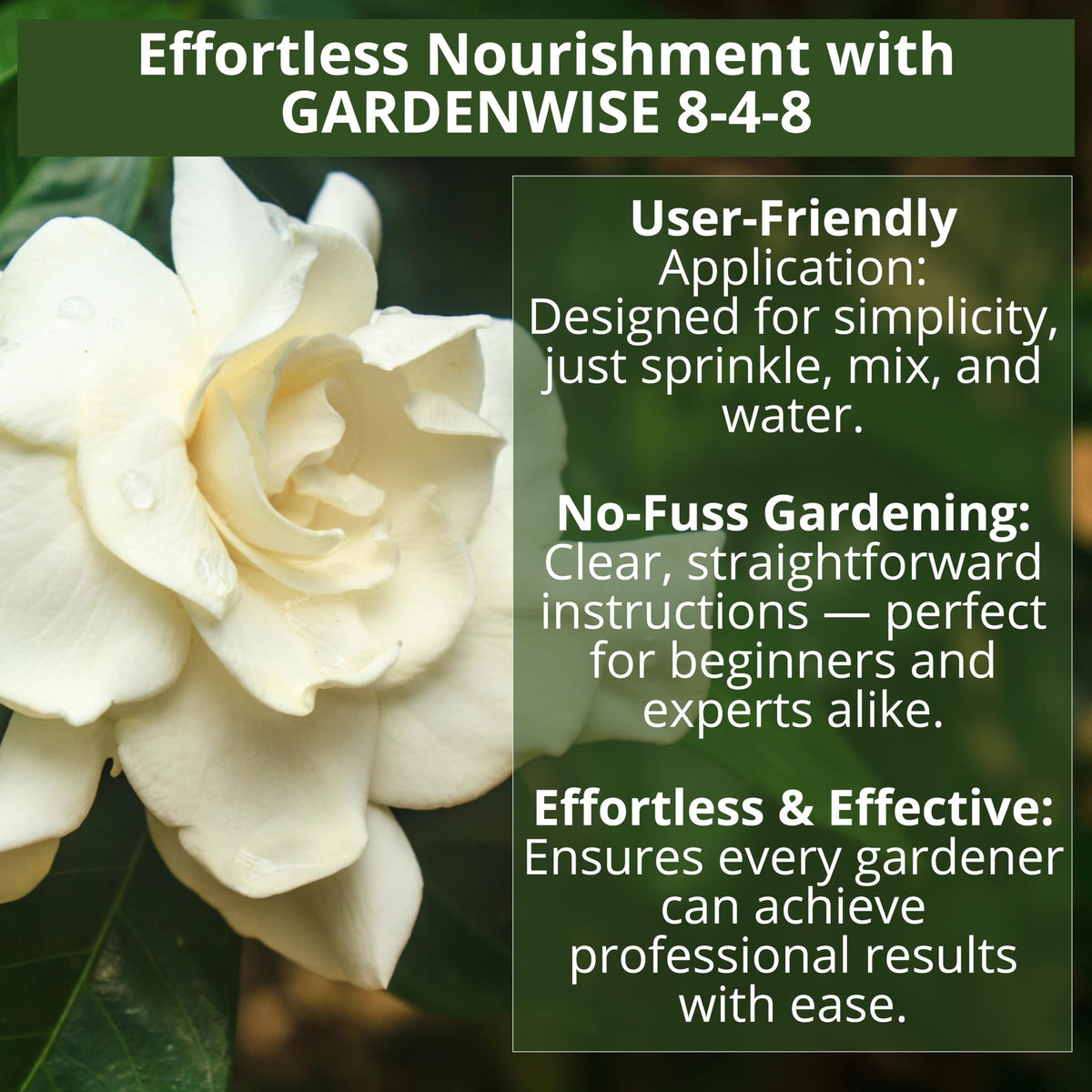 GARDENWISE gardenias thrive from iron, magnesium, and balanced nutrition