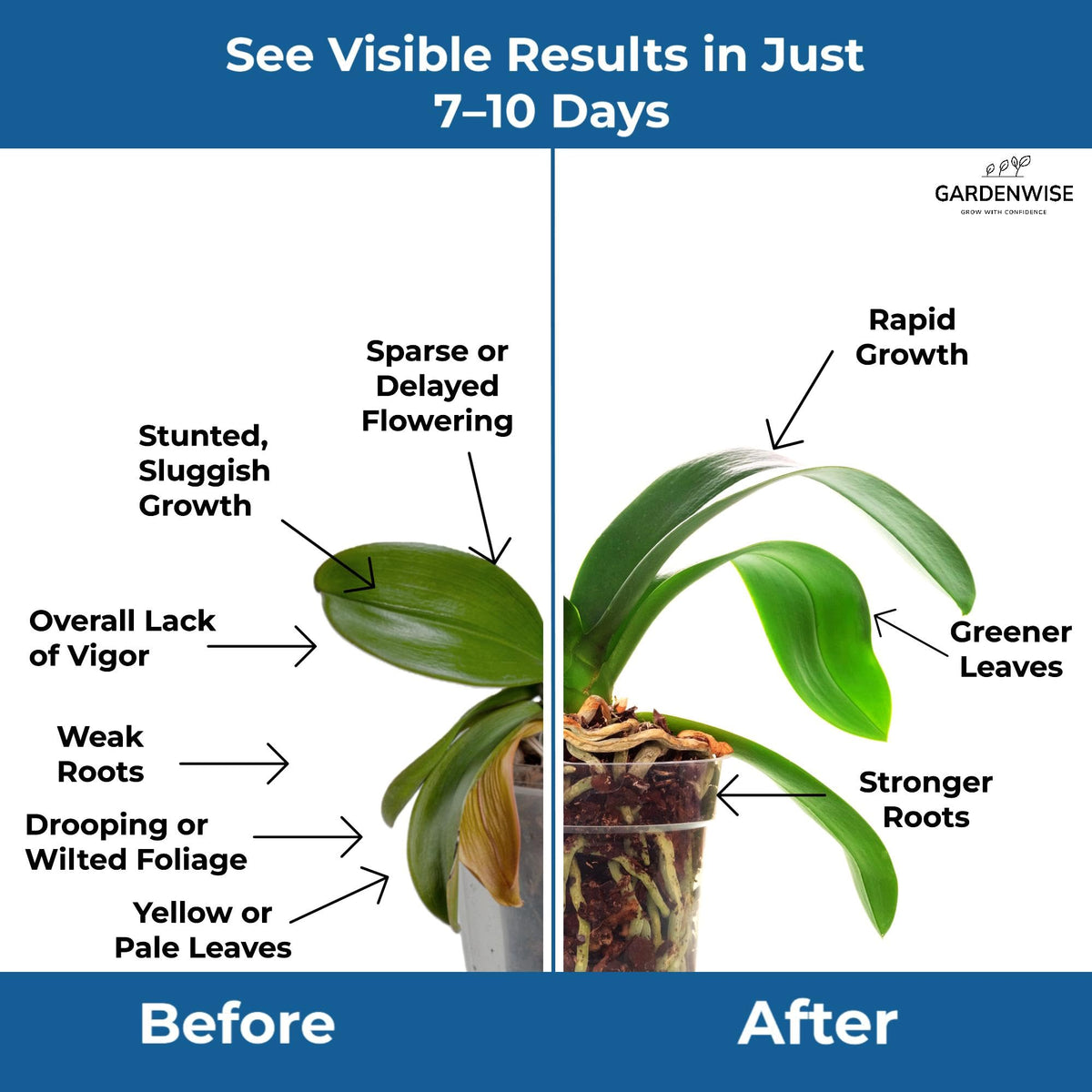 Gardenwise indoor plants use supports lush foliage and root health.