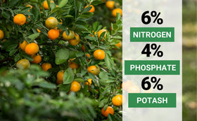 Gardenwise application near outdoor citrus trees delivers balanced nutrition