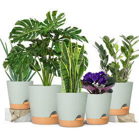 Gardife self-watering saucer reservoir maintains moisture with fewer checks.