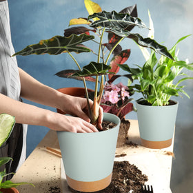 Gardife versatile pots suited for orchids, cacti, and succulents.