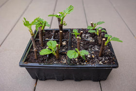 Gardzen clear dome lets you monitor seedling progress.