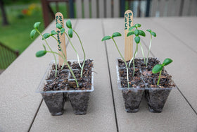 Gardzen compact seed tray ideal for small-space gardens