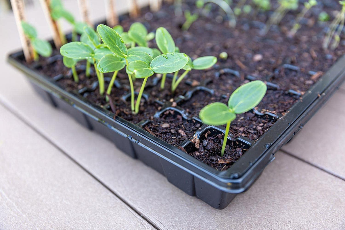 Gardzen propagation-friendly kit works for seeds and cuttings