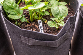 Gardzen reusable potato bags support sustainable gardening practices.