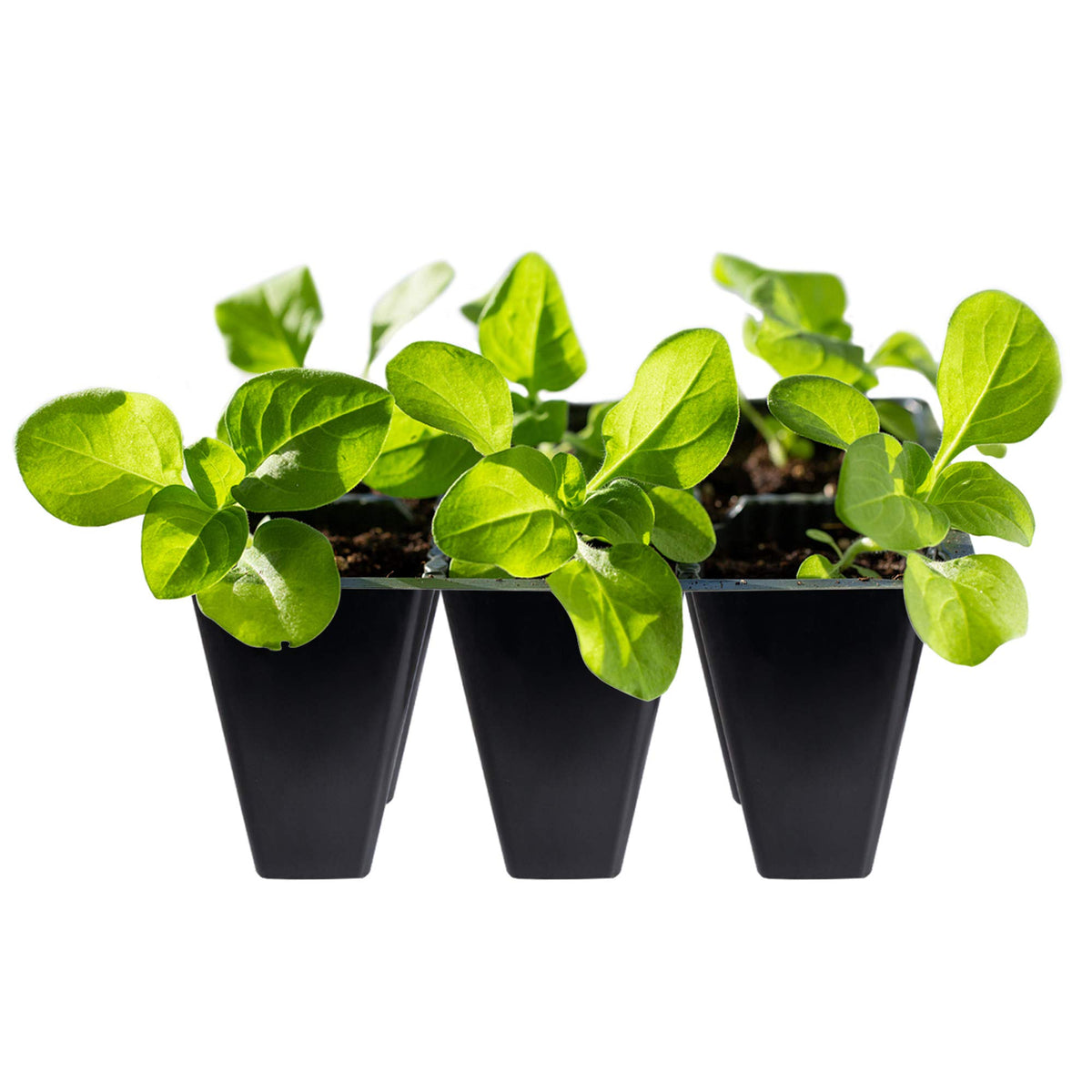 Gardzen seed start tray guide channels ensure even water distribution across cells.