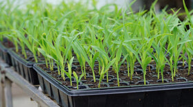 Gardzen seed tray with drain holes reduces overwatering risk