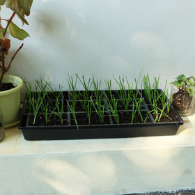 Gardzen seed trays keep the greenhouse tidy with mess containment.
