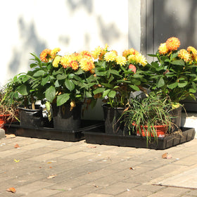 Gardzen seed trays with dibber and widger included for easy transplanting
