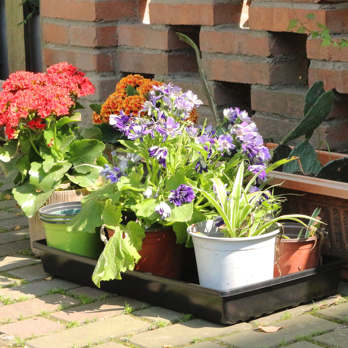 Gardzen seed trays ideal for microgreens in indoor gardens or greenhouses.