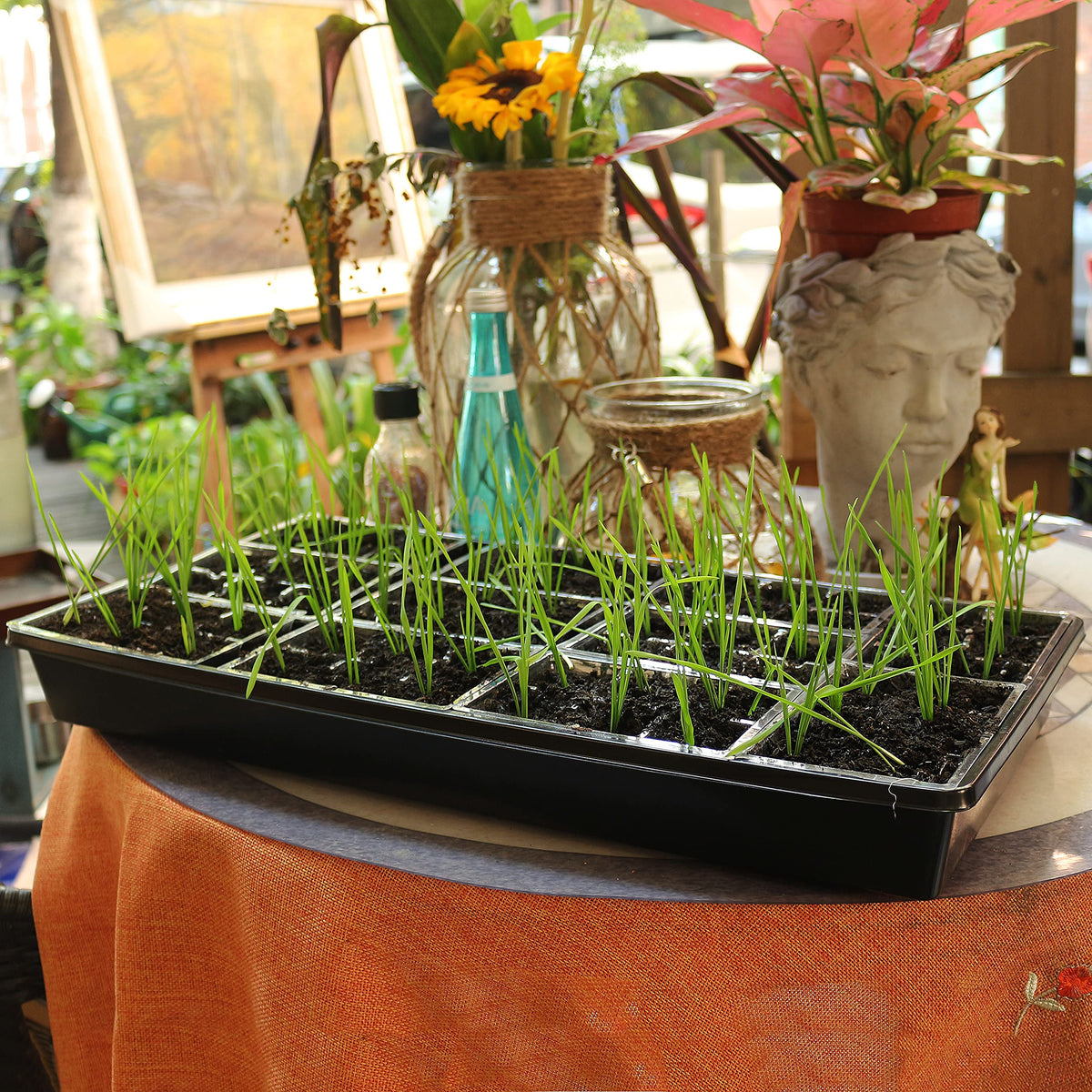 Gardzen seed trays ready for indoor to outdoor transplant prep.