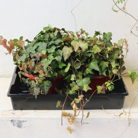 Gardzen perfect for microgreens, sprouts, and seed starting in homes and nurseries.