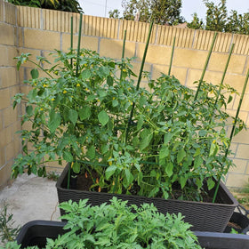 Garmeinea plant stakes pack of 25, ready for versatile garden use.