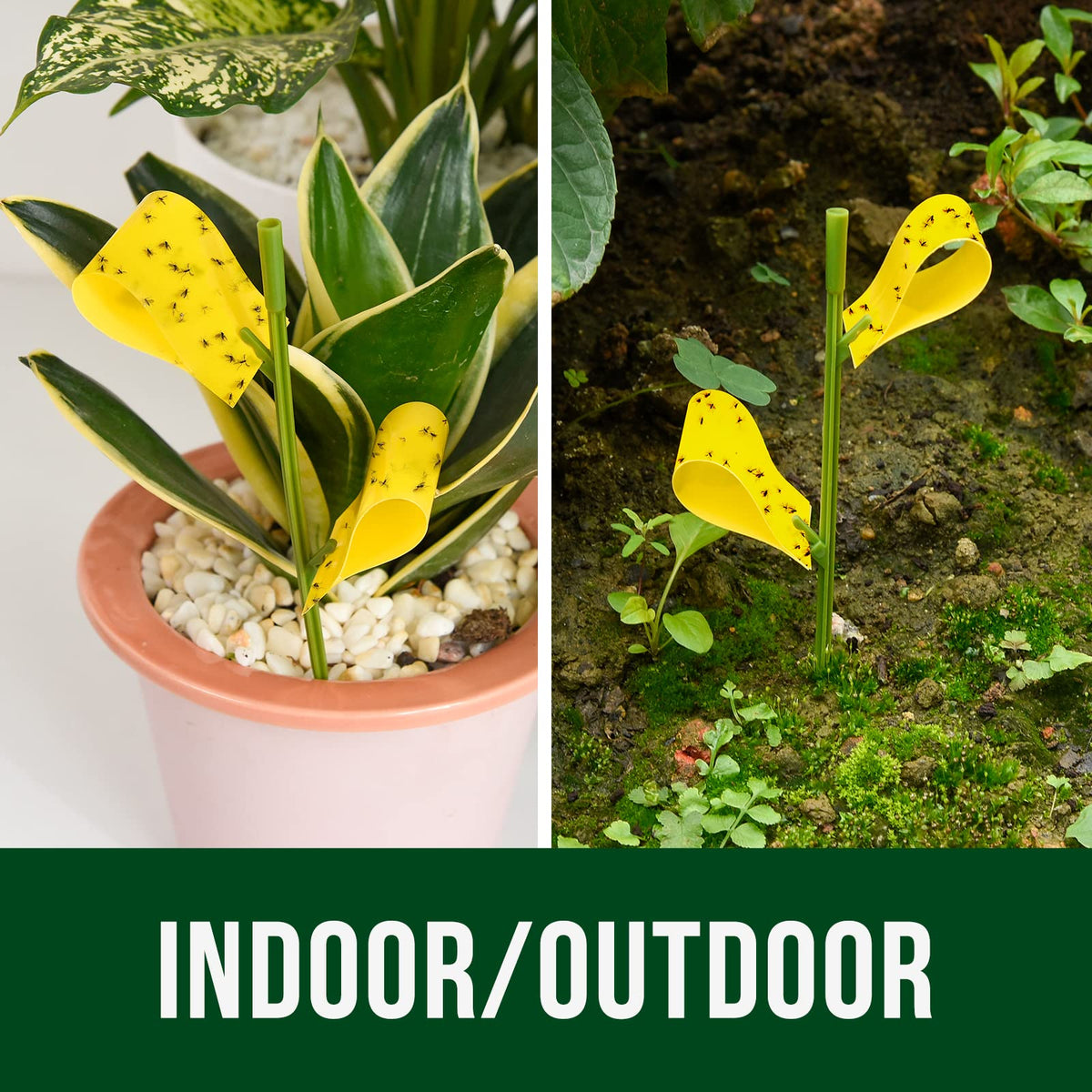 Garsum 21 Traps eco-friendly and odorless pest control option