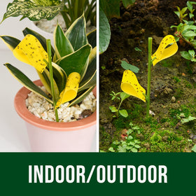 Garsum 21 Traps eco-friendly and odorless pest control option