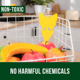 Garsum indoor houseplant trap setup for easy pest management.