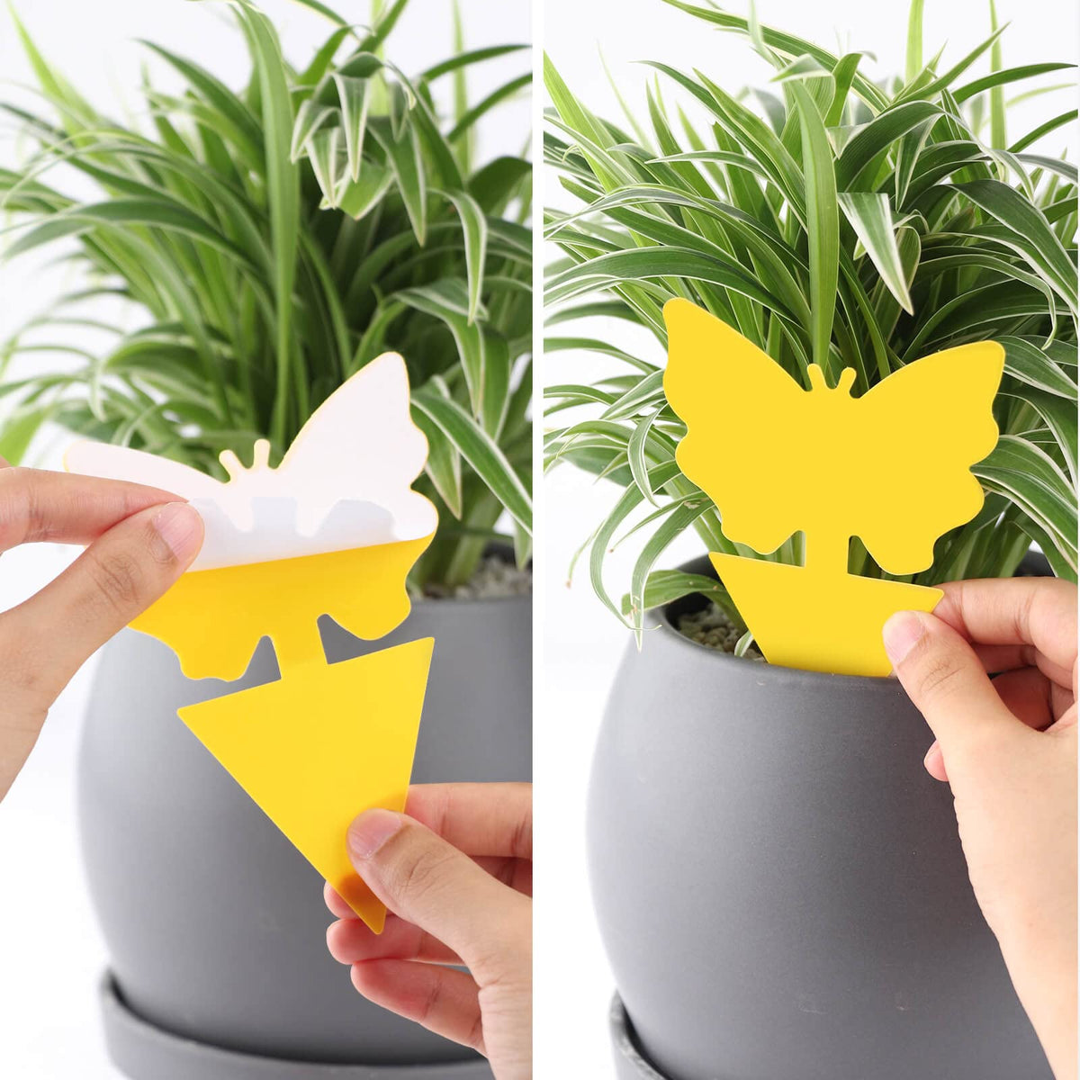 Garsum multi-pest capture traps whiteflies, gnats, and more.