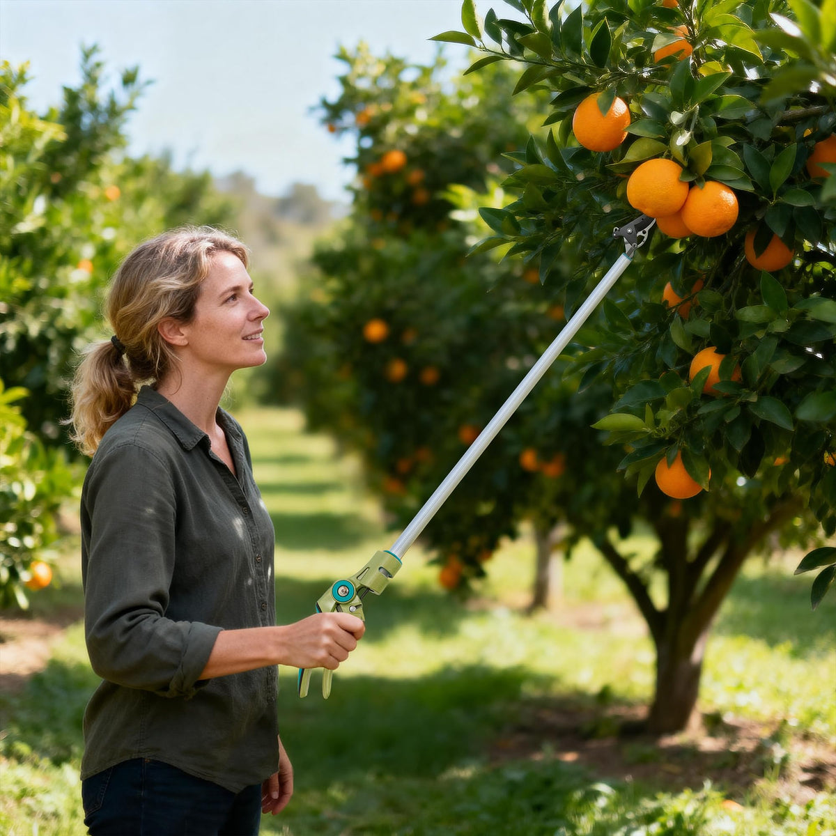 Extended reach aids fruit picking from mid-height trees