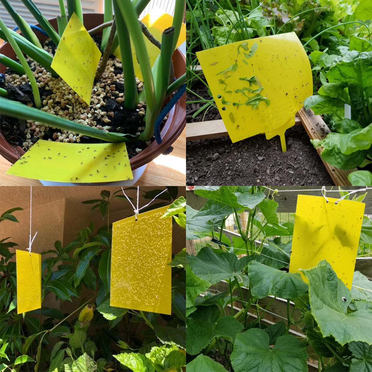 Garutom traps deployed in indoor and outdoor plant settings