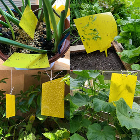Garutom traps deployed in indoor and outdoor plant settings