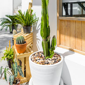 GASPRO indoor planters with river rocks provide better soil coverage and drainage.