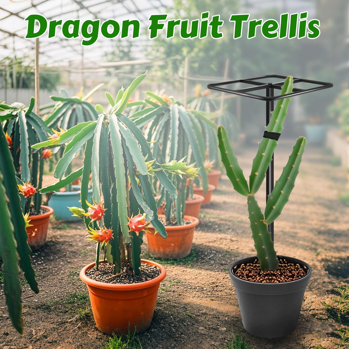 Gavinjitao Dragon Fruit Trellis side view shows stable cross-base for outdoor use
