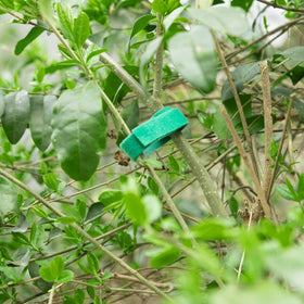GCTWFYK outdoor plant ties on vines, stabilizing growth in weather.
