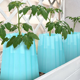 Geetery plant protector surrounding a sapling forming a cozy microclimate.