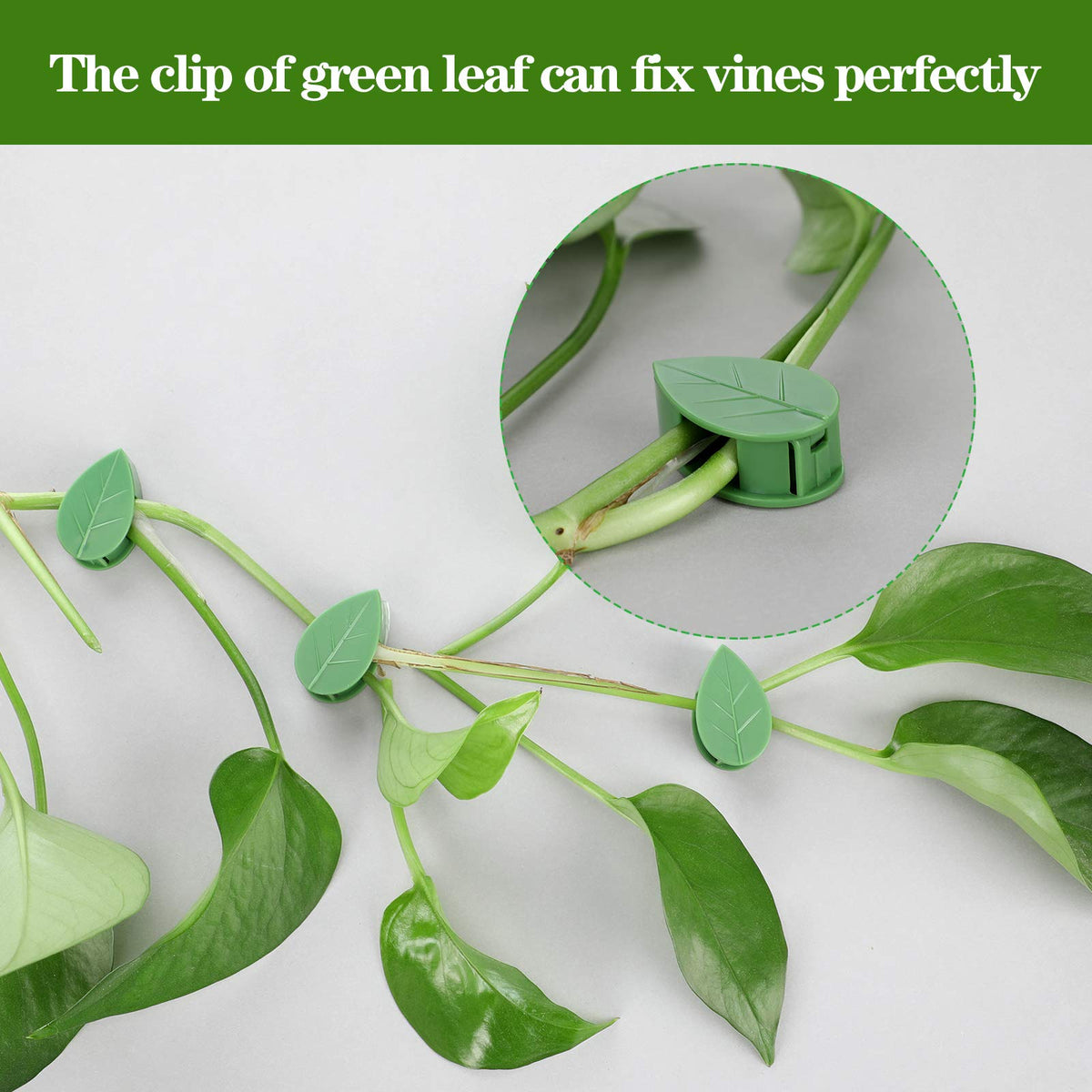 Geiserailie green wall clips blend with greenery for a neat display.