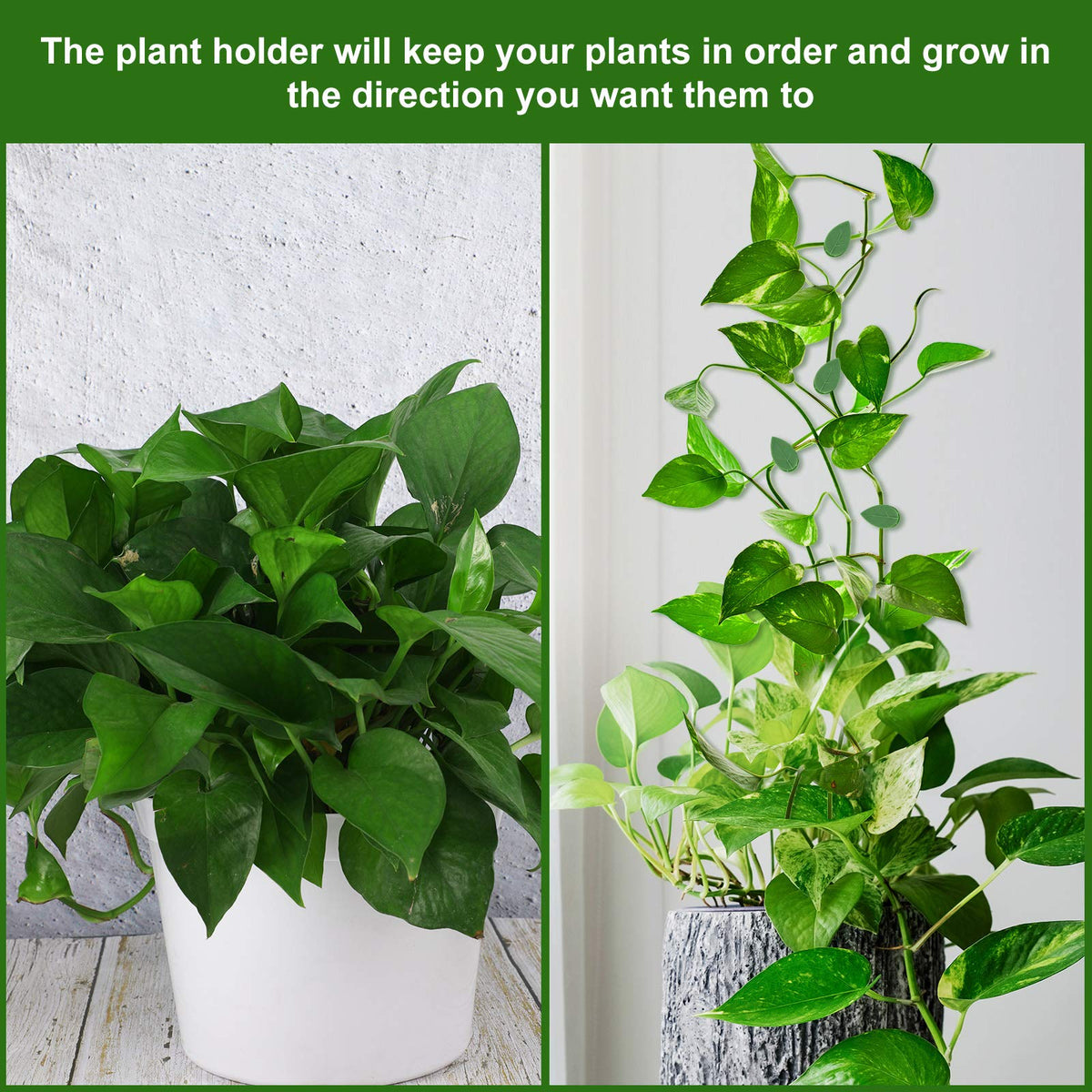 Geiserailie wall fixing clips enable easy, tool-free vine arrangement.