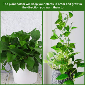 Geiserailie wall fixing clips enable easy, tool-free vine arrangement.
